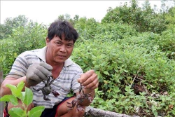 Nuôi ba khía dưới tán rừng ven biển Kiên Giang