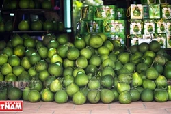 Bưởi ngọt trên cù lao Tân Triều