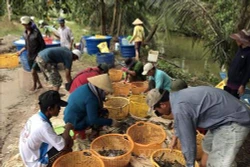Xây dựng mô hình nuôi tôm an toàn dịch bệnh