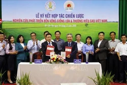 Doanh nghiệp và nhà khoa học "bắt tay" phát triển bền vững giống lúa