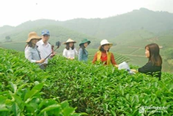 Nghệ An phát triển mô hình du lịch canh nông