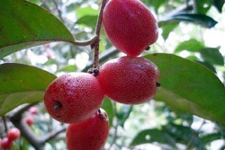 Kỹ thuật trồng cây nhót ngọt