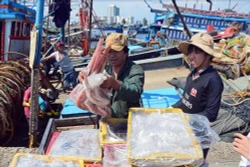 Đà Nẵng ban hành chính sách mới hỗ trợ ngư dân khai thác thủy sản xa bờ