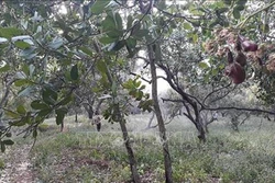  Nông dân Bình Phước nỗ lực bảo vệ điều