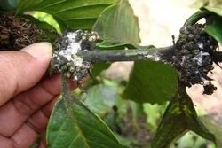 Phòng trừ rệp sáp hại quả cà phê