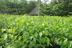 Kỹ thuật chăm sóc cây gỗ sao