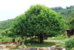 Yên Bái: Tạo giá trị gia tăng cho vùng đồng bào dân tộc