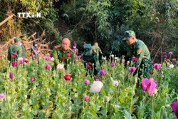 Phát hiện, phá nhổ khoảng 600 cây thuốc phiện trồng trái phép