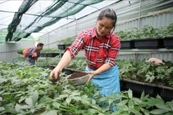 Thủ tướng chỉ đạo tháo gỡ khó khăn trong xuất khẩu dược liệu