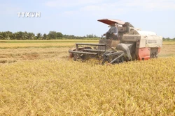 Đồng Tháp: Lúa Đông Xuân đạt năng suất gần 7 tấn/ha