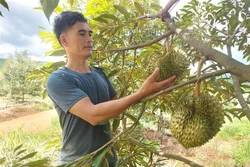 Gia Lai tập trung mở rộng sản xuất nông nghiệp hữu cơ