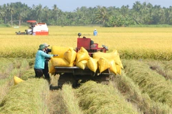 Lúa Đông Xuân có giá bán và lợi nhuận cao kỷ lục tại Sóc Trăng