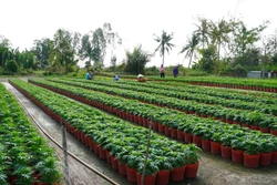 Chi phí đầu tư tăng cao, nhà vườn Kiên Giang lo lắng cho thị trường hoa Tết