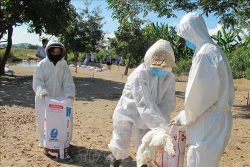 Đắk Lắk phòng chống dịch cúm gia cầm A/H5N6