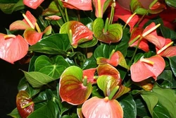 Kỹ thuật trồng và bón phân cho cây hoa Hồng Môn