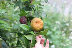 Cam bị vàng lá, thối rễ gây thiệt hại nặng cho nông dân Yên Bái