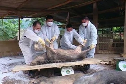 Các địa phương tập trung phòng chống dịch tả lợn châu Phi