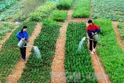 Quy định về bảo tồn nguồn gen giống cây trồng