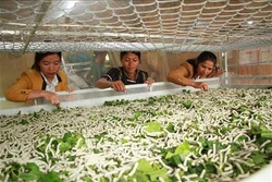 Phát triển trồng dâu nuôi tằm trong vùng đồng bào dân tộc thiểu số