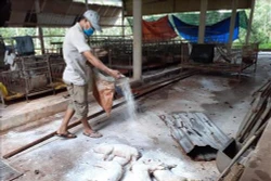 Gần 5,95 triệu con lợn phải tiêu hủy vì dịch tả lợn châu Phi
