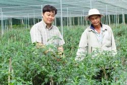 Mô hình ươm giống ớt trong nhà lưới cho hiệu quả cao