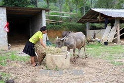 Để trâu bò không bị cước chân