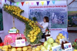  Bưởi Đoan Hùng ở Phú Thọ nổi tiếng khắp nơi