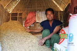 Nét đẹp văn hóa cúng kho lúa đầu năm mới của đồng bào Bahnar