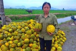 Giống dưa bở vàng thơm trồng thành công ở nhiều địa phương