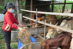 Các giống bò lang trắng xanh Bỉ (BBB), Brahman hay Droughtmaster được người dân tại Kon Tum ưa chuộng lai tạo bởi trọng lượng lớn, cho giá trị kinh tế cao. Ảnh: Dư Toán – TTXVN