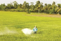 Sóc Trăng khắc phục hạn, mặn và ổn định sản xuất