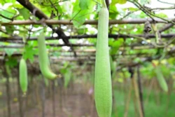 Kỹ thuật gieo trồng cây mướp cho năng suất cao