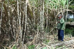 Giúp nông dân trồng mía Trà Vinh chuyển đổi sản xuất