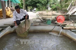 Phá thế độc canh, làm giàu trên vùng đất thuần nông