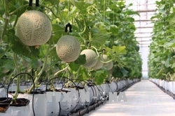 Đưa các mô hình nông nghiệp đô thị hiệu quả vào thực tiễn tại Thành phố Hồ Chí Minh