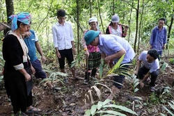 Phát triển cây Sa nhân tím - hướng giảm nghèo bền vững xã miền núi Pú Đao