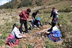 Đánh thức tiềm năng vùng dược liệu Sìn Hồ