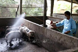 Lạng Sơn khống chế, dập ổ dịch lở mồm long móng trên đàn lợn