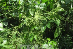 Thanh Hóa bảo tồn cây dược liệu quý Giảo cổ lam