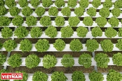 Phóng sự ảnh: Vườn rau trên không