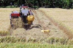 Kiên Giang mở rộng các mô hình sản xuất nông nghiệp hiệu quả