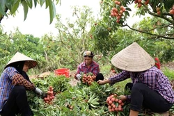 Huyện Lục Ngạn vào vụ thu hoạch vải thiều chính vụ