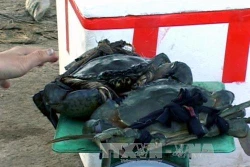 Một số biện pháp để tăng cường sức đề kháng cho động vật thủy sản