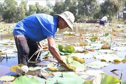 Trồng sen đem lại hiệu quả kinh tế cao ở vùng Đồng Tháp Mười