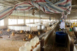 Nuôi gà theo hướng an toàn sinh học cho hiệu quả cao ở Kiên Giang