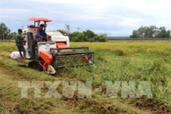 Quảng Trị nỗ lực cứu lúa sau lũ lụt