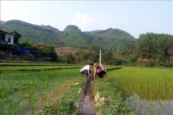 Xã Thái Bình - “Điểm sáng” đưa nghị quyết vào cuộc sống