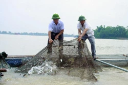 Hiệu quả từ chuyển đổi ruộng trũng sang nuôi trồng thủy sản ở Lương Tài