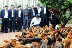 Xây dựng thương hiệu quốc gia cho sản phẩm gà đồi Yên Thế