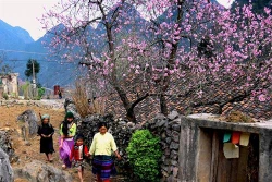Những bông hoa của núi rừng